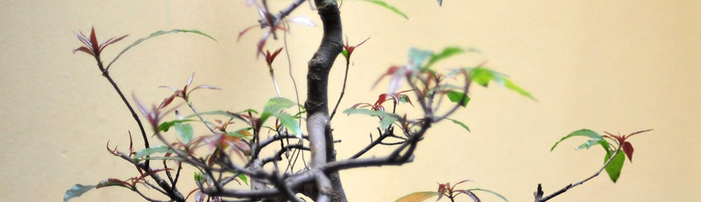 YUDHA PRATAMA, SP, M.Sc